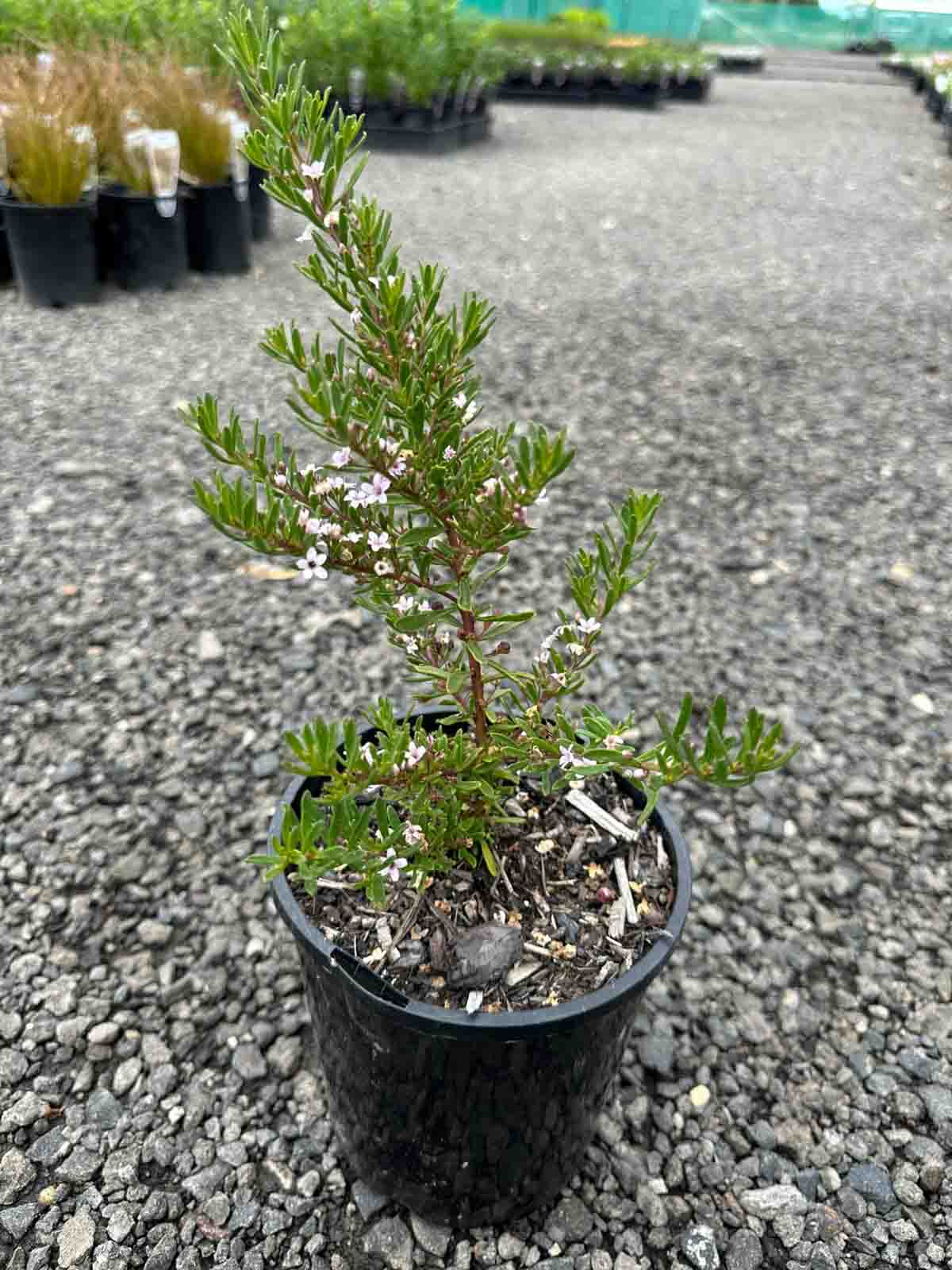 Myoporum parvifolium 'Pink' in a black pot showing small pink flowers and glossy green leaves at a nursery