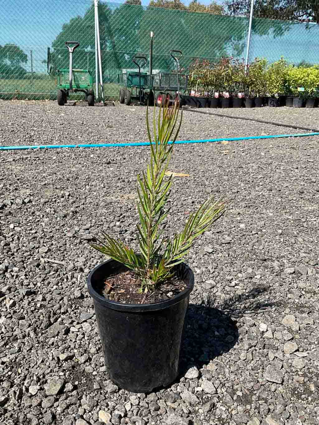 Young Gossamer Wattle (Acacia floribunda) in black pot showing narrow green phyllodes, nursery setting