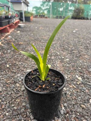 Young Dietes grandiflora Wild Iris plant in black pot showing sword-shaped green leaves, 14cm height nursery setting