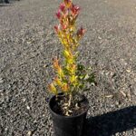 Syzygium australe Winter Lights in a black pot showing bright red and yellow new growth foliage at a nursery