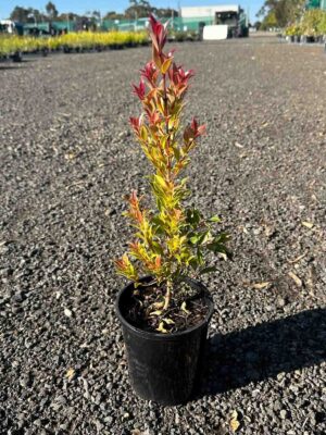 Syzygium australe Winter Lights in a black pot showing bright red and yellow new growth foliage at a nursery