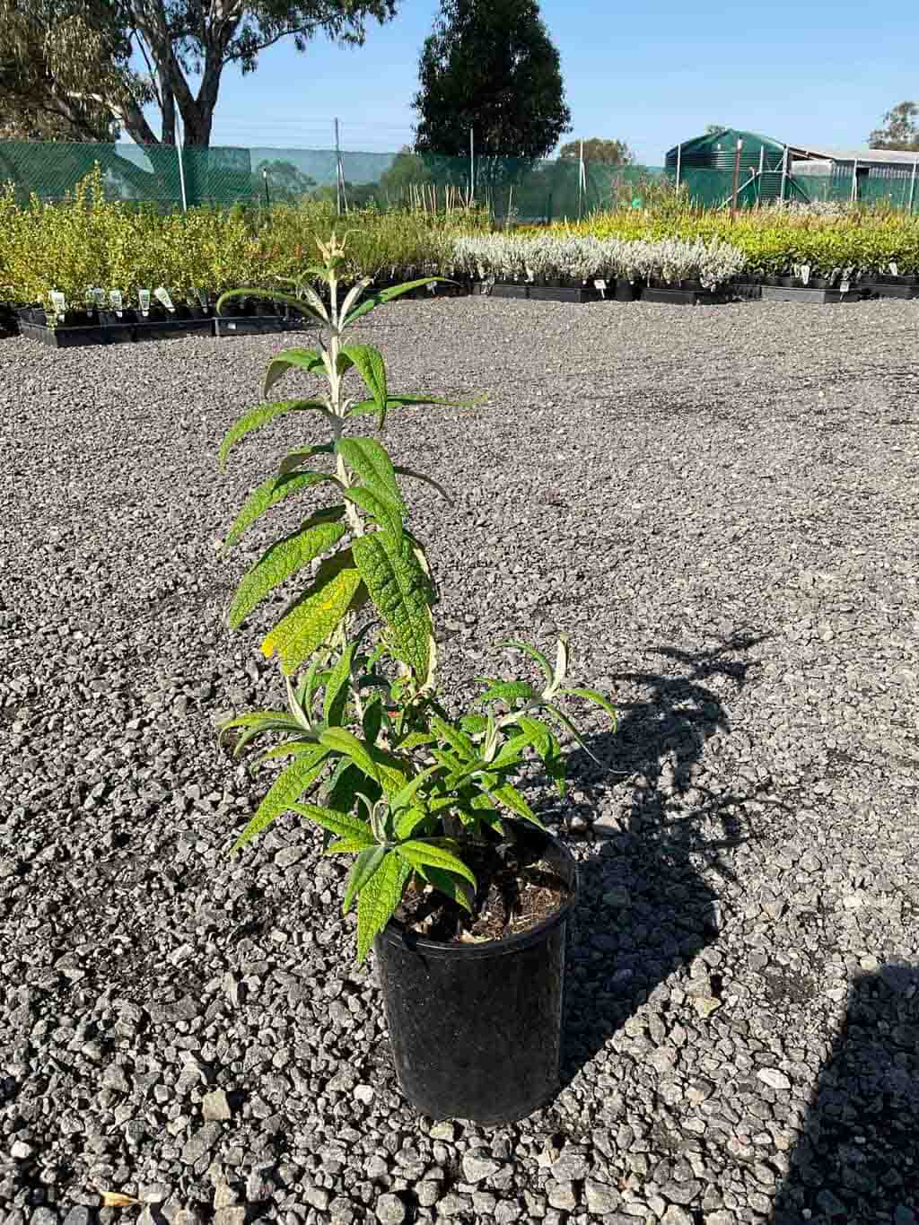 Billy Buttons Pycnosorus globosus in a black pot showing upright narrow silver-green foliage at a nursery