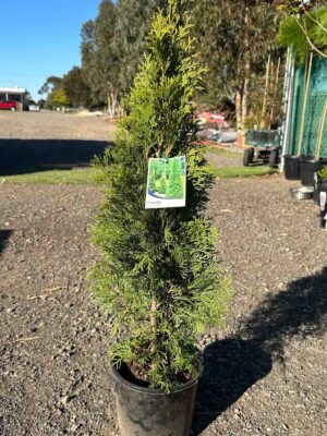 Thuja occidentalis Smaragd in a black pot at a nursery, showing the characteristic conical shape and dense green foliage