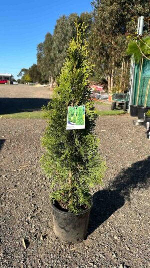 Thuja occidentalis Smaragd in a black pot at a nursery, showing the characteristic conical shape and dense green foliage