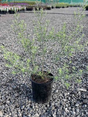 Westringia fruticosa Wynyabbie Gem in a black pot showing narrow grey-green foliage at a wholesale nursery