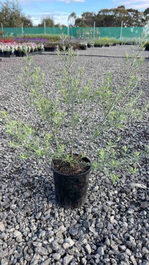 Westringia fruticosa Wynyabbie Gem in a black pot showing narrow grey-green foliage at a wholesale nursery