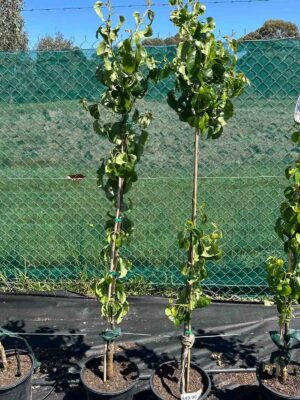 Young Pyrus calleryana Capital ornamental pear trees in black nursery pots with support stakes, showing green deciduous foliage