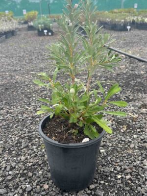 Banksia marginata Silver Banksia in a black pot showing narrow green leaves with silvery undersides in nursery setting