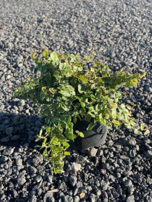 Ficus pumila Frosty in a small black pot showing variegated green and white foliage on gravel ground