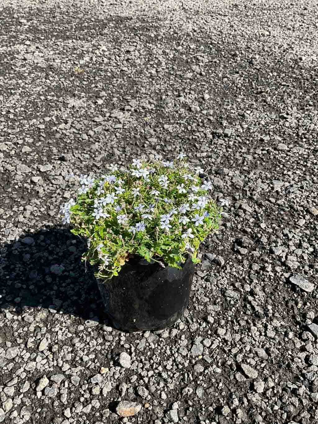 Pratia Blue in a black pot showing small blue star-shaped flowers and green foliage, positioned on gravel surface