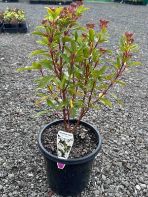 Viburnum tinus Laurustinus in a black pot showing green foliage with reddish stems and small pink flower clusters