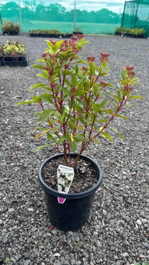 Viburnum tinus Laurustinus in a black pot showing green foliage with reddish stems and small pink flower clusters