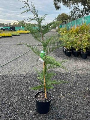 Young Cupressocyparis leylandii Leightons Green in black pot at nursery, showing feathery green conifer foliage