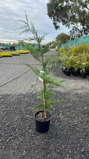 Young Cupressocyparis leylandii Leightons Green in black pot at nursery, showing feathery green conifer foliage