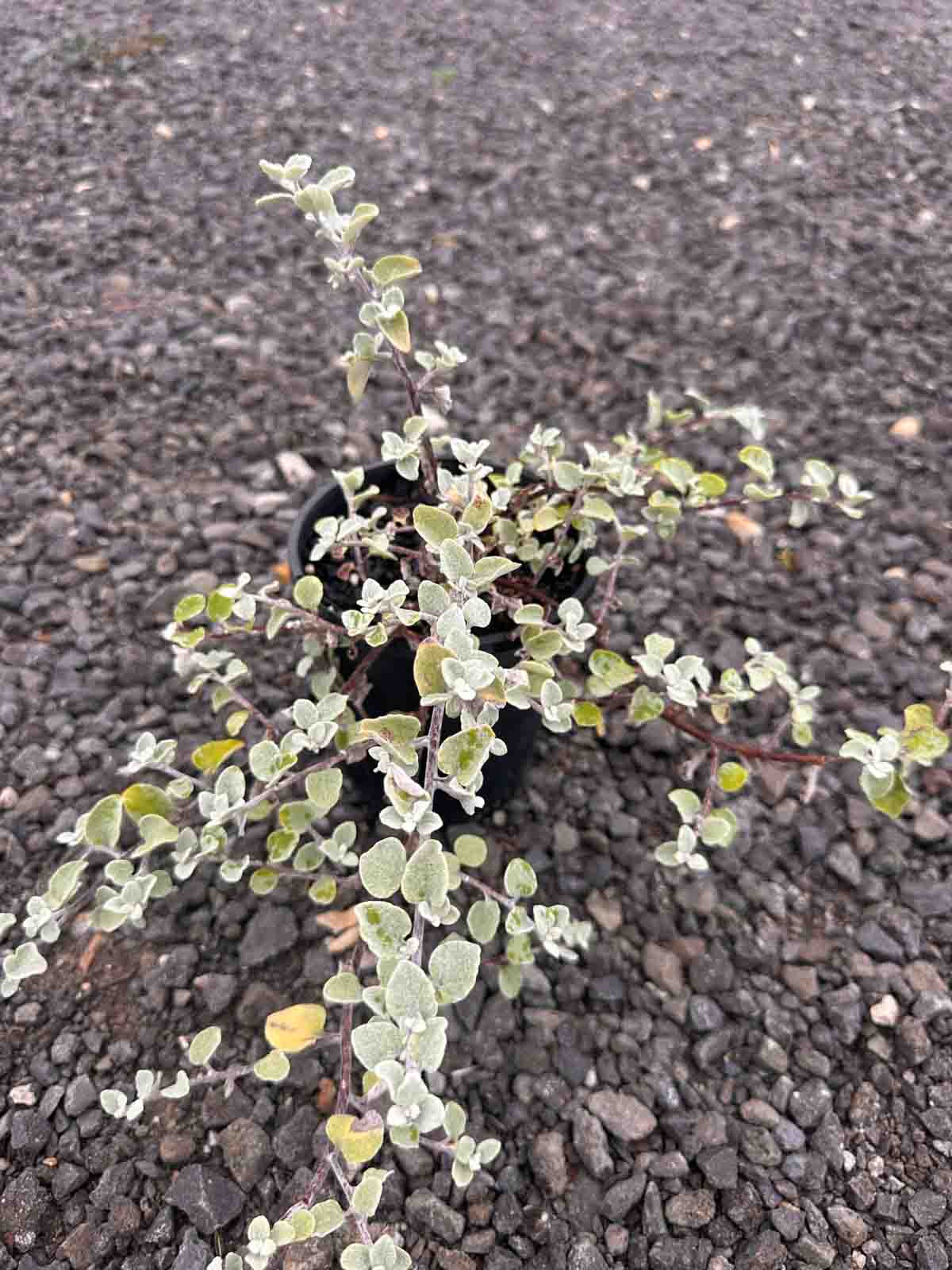 Helichrysum petiolare Licorice plant in a black pot showing soft grey heart-shaped foliage on sprawling stems