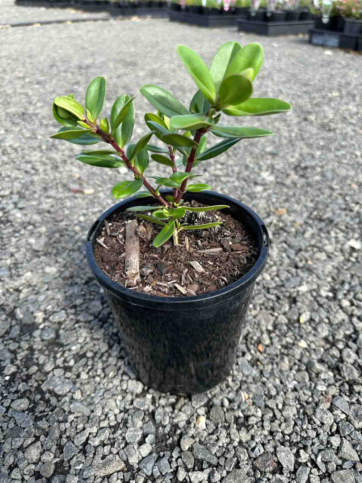 Young Hebe franciscana Blue Gem plant in a black nursery pot, showing glossy green oval leaves on multiple stems