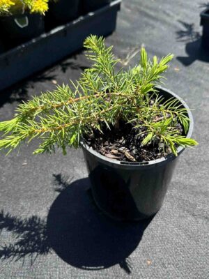 Juniperus conferta Japanese Shore Juniper in a black pot showing dense needle-like blue-green foliage in prostrate habit
