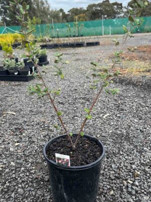 Correa Marians Marvel in a black pot showing young stems with small green leaves at a nursery