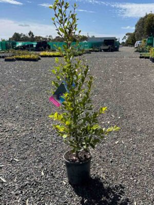 Syzygium paniculatum Backyard Bliss in a black pot showing glossy green foliage and upright growth habit at a nursery