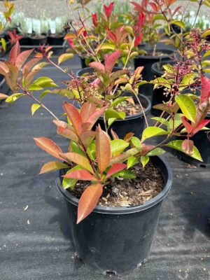 Photinia glabra Rubens in black plastic pots showing characteristic red and green foliage at a wholesale nursery