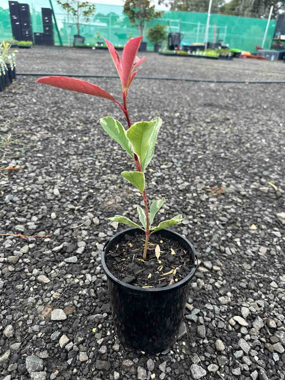 Young Pink Marble Photinia fraseri plant in black pot showing variegated green and red foliage at nursery