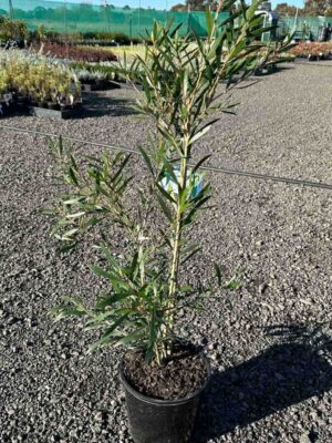 Young Callistemon Kings Park Special bottlebrush plant in nursery pot showing narrow green foliage and upright growth habit