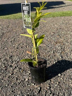 Hardenbergia violacea White Out in a black pot showing lime green foliage and climbing stems, with plant label attached