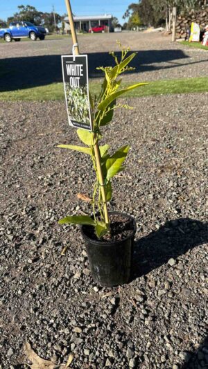 Hardenbergia violacea White Out in a black pot showing lime green foliage and climbing stems, with plant label attached