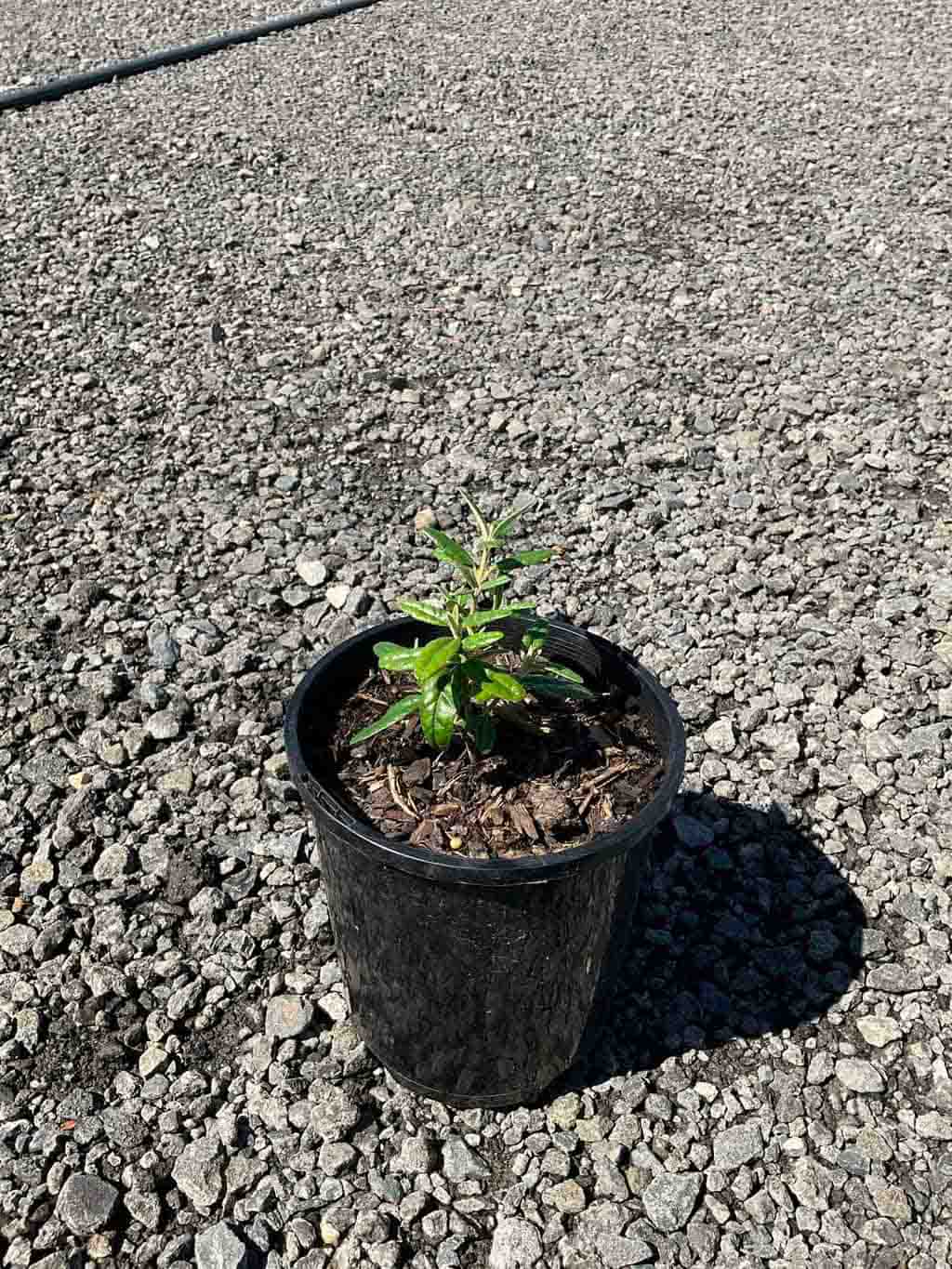 Correa decumbens in a black pot showing young green foliage, positioned on gravel surface