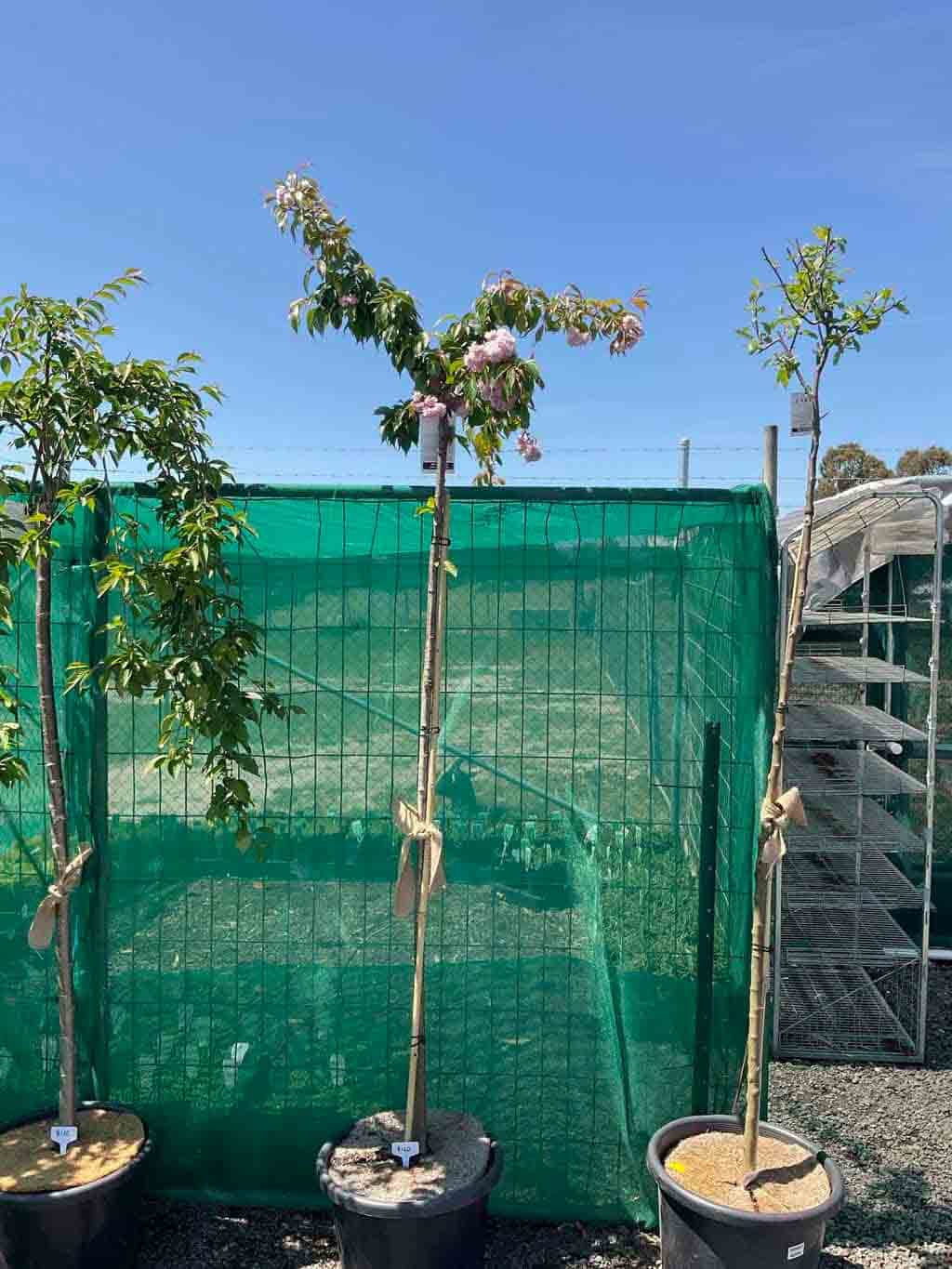 Three young Japanese Flowering Cherry trees in black pots at a nursery, showing early growth with pink blossoms on thin branches