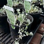 Dichondra Silver Falls seedlings in black pots with plant labels, showing small silver-gray heart-shaped leaves