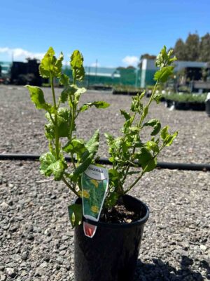 Goodenia ovata Hop Goodenia in a black pot showing green serrated leaves and compact growth habit