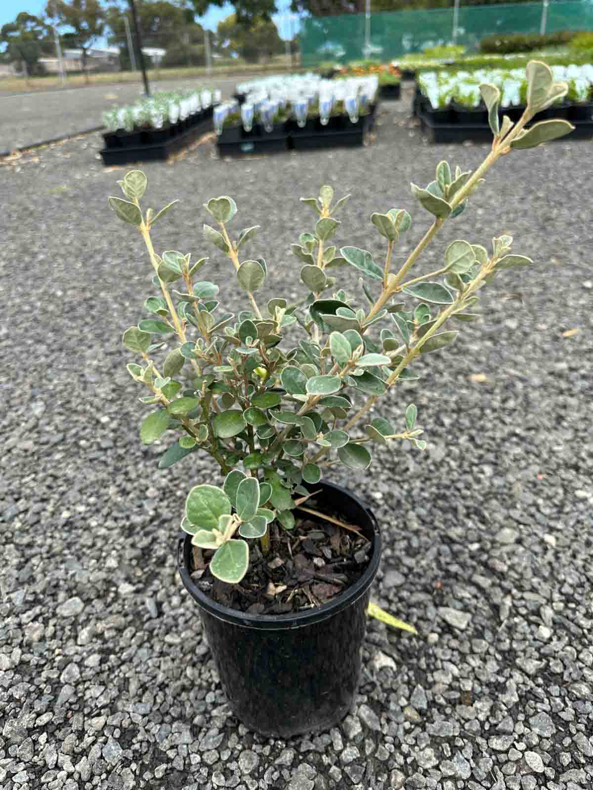Correa Alba White Correa in a black pot showing dense grey-green foliage and rounded shrub habit