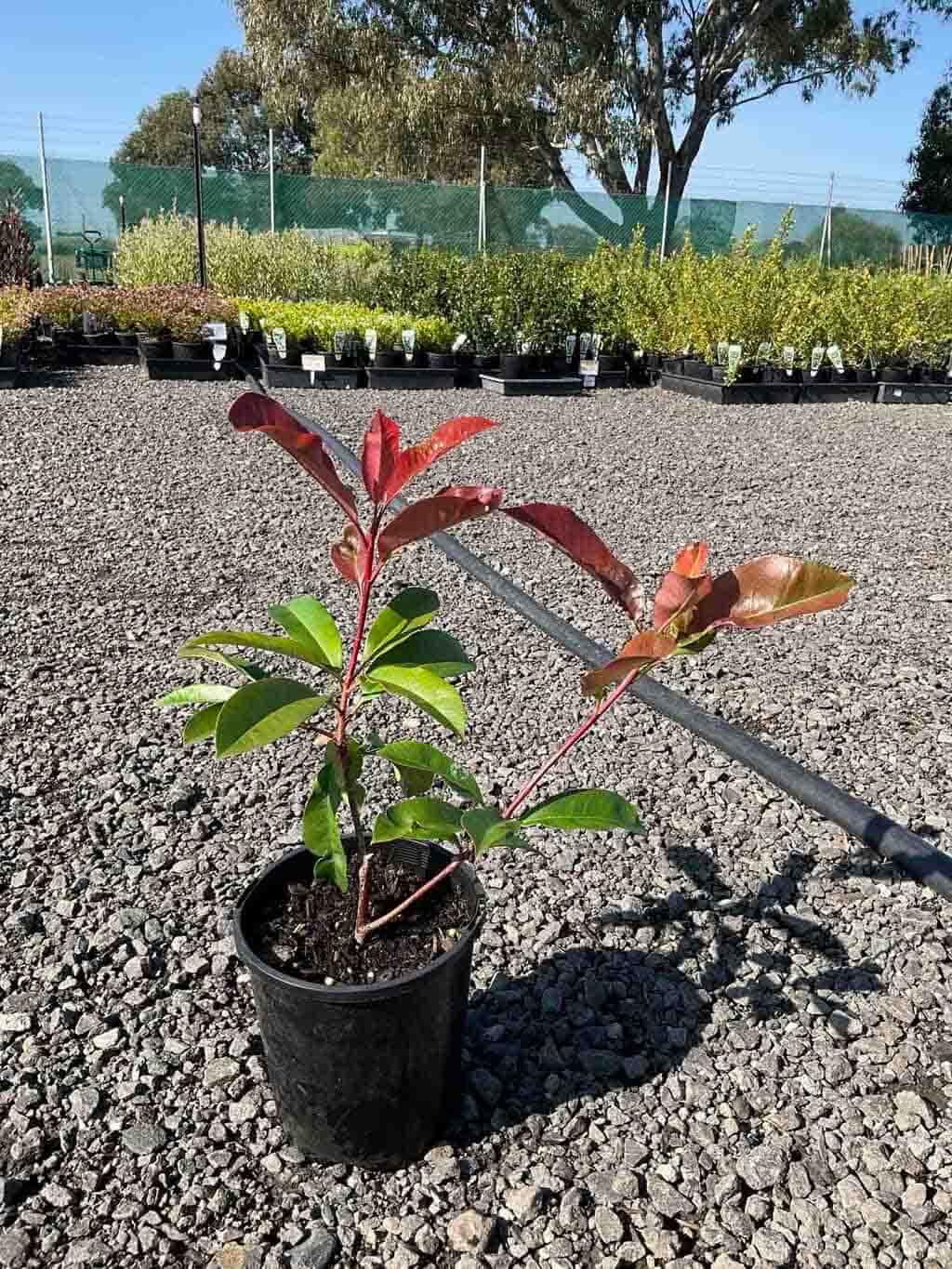 Photinia x Fraseri 'Robusta' in a black pot showing red and green foliage at nursery with gravel ground