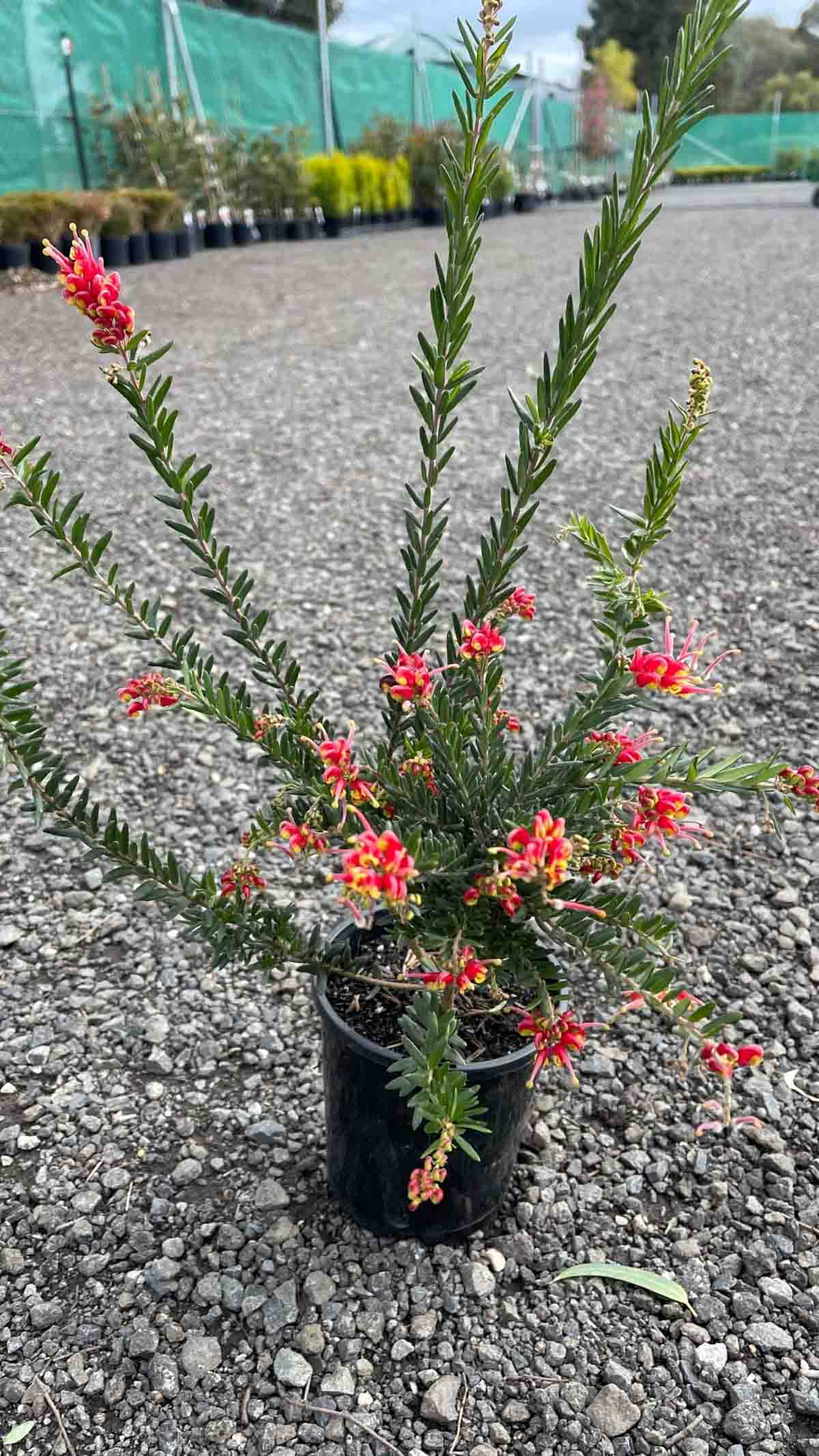 Grevillea Fireworks in a black pot showing red and yellow spider flowers with dense blue-green foliage at a nursery