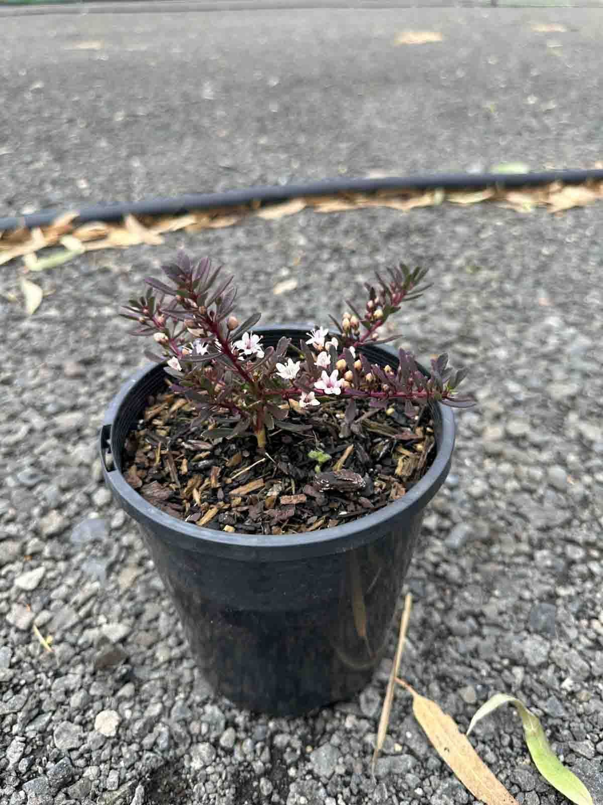 Myoporum parvifolium 'Purpurea' in a black pot showing purple-bronze foliage and small white flowers