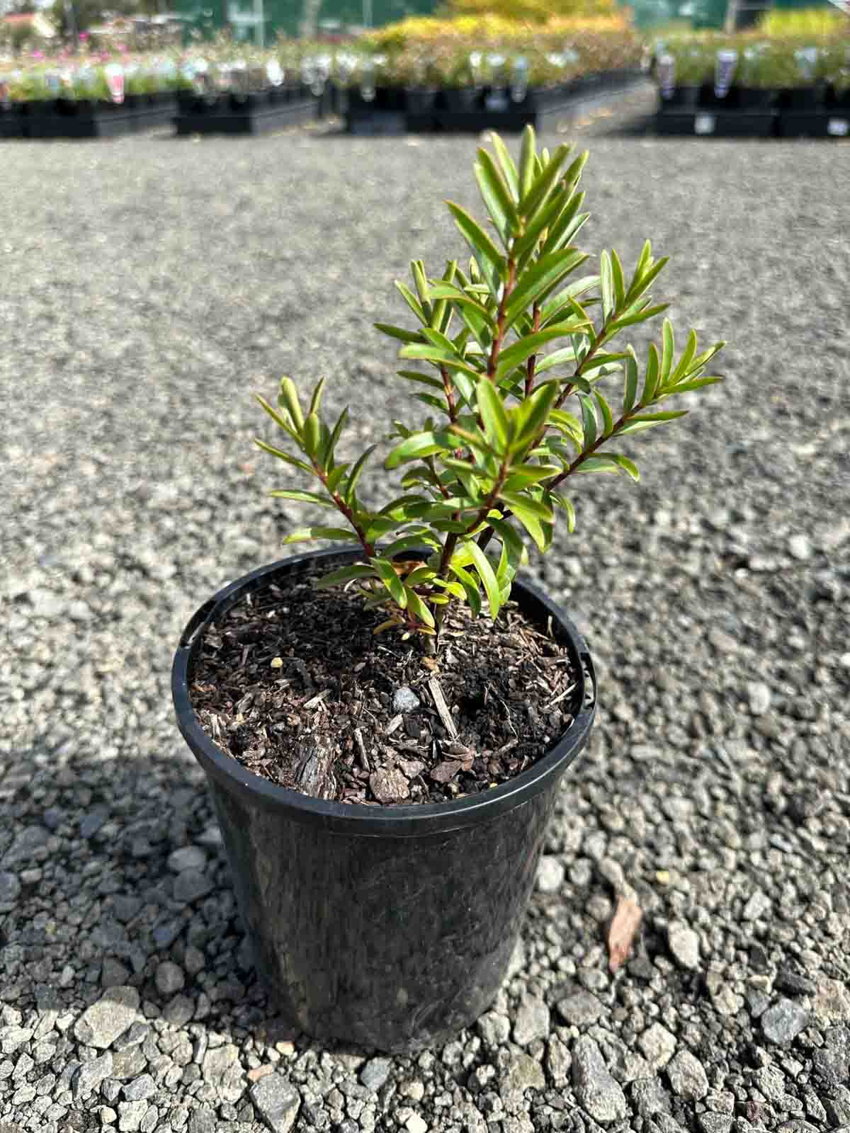 Hebe Lavender Lace in a black pot, showing narrow green foliage on multiple branching stems in nursery setting