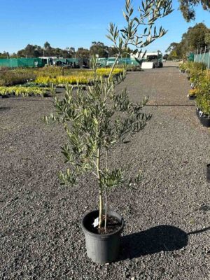 Olea europaea Tolleys Upright olive tree in a black pot at a nursery, showing characteristic silvery-green foliage