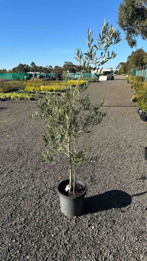 Olea europaea Tolleys Upright olive tree in a black pot at a nursery, showing characteristic silvery-green foliage