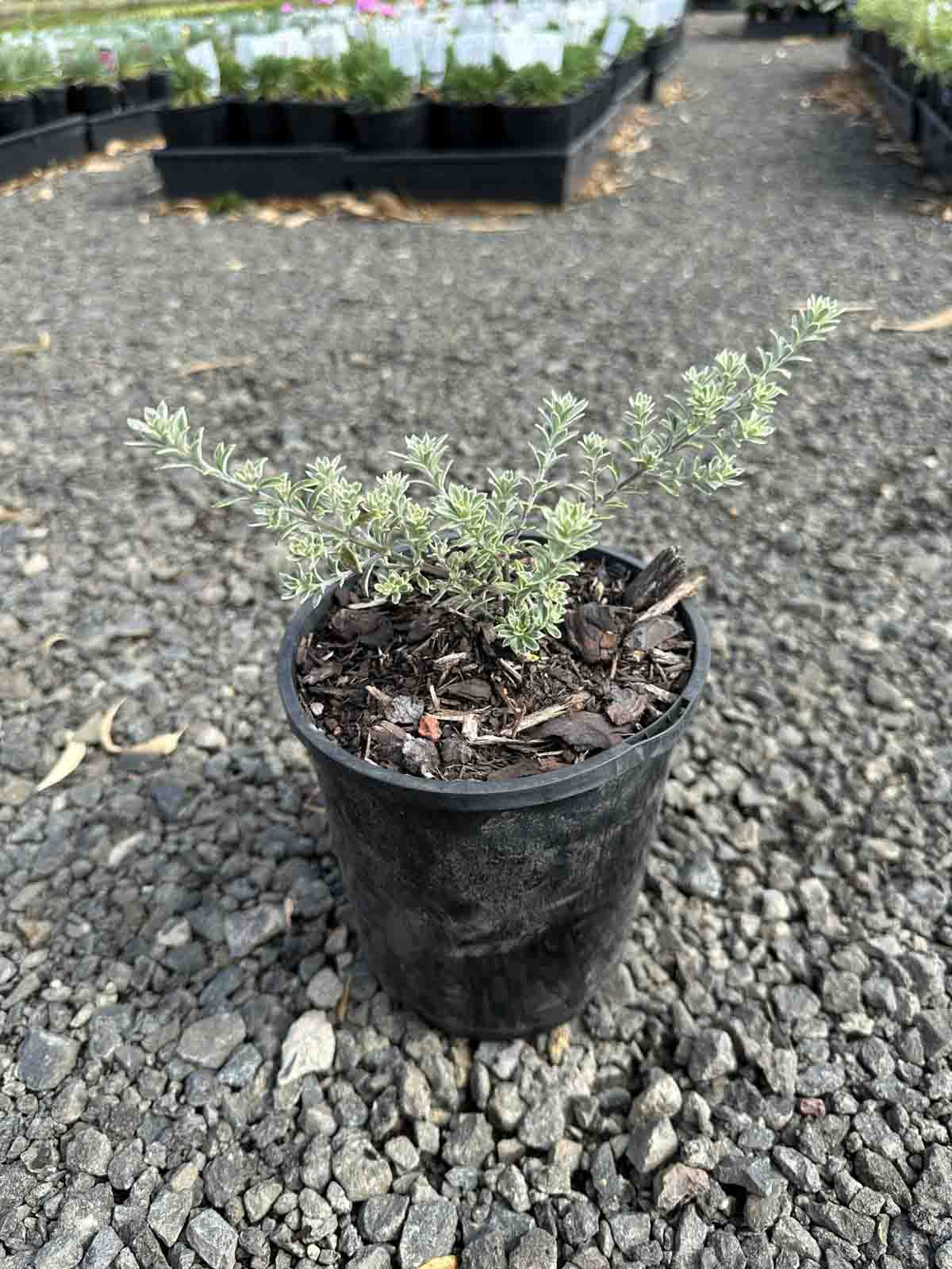 Westringia Smokie in a small black pot showing grey variegated foliage, positioned on gravel at a nursery