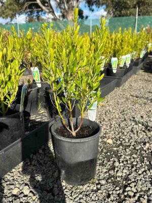 Young Rock Correa White plant in black nursery pot showing bright green foliage with multiple stems at wholesale nursery