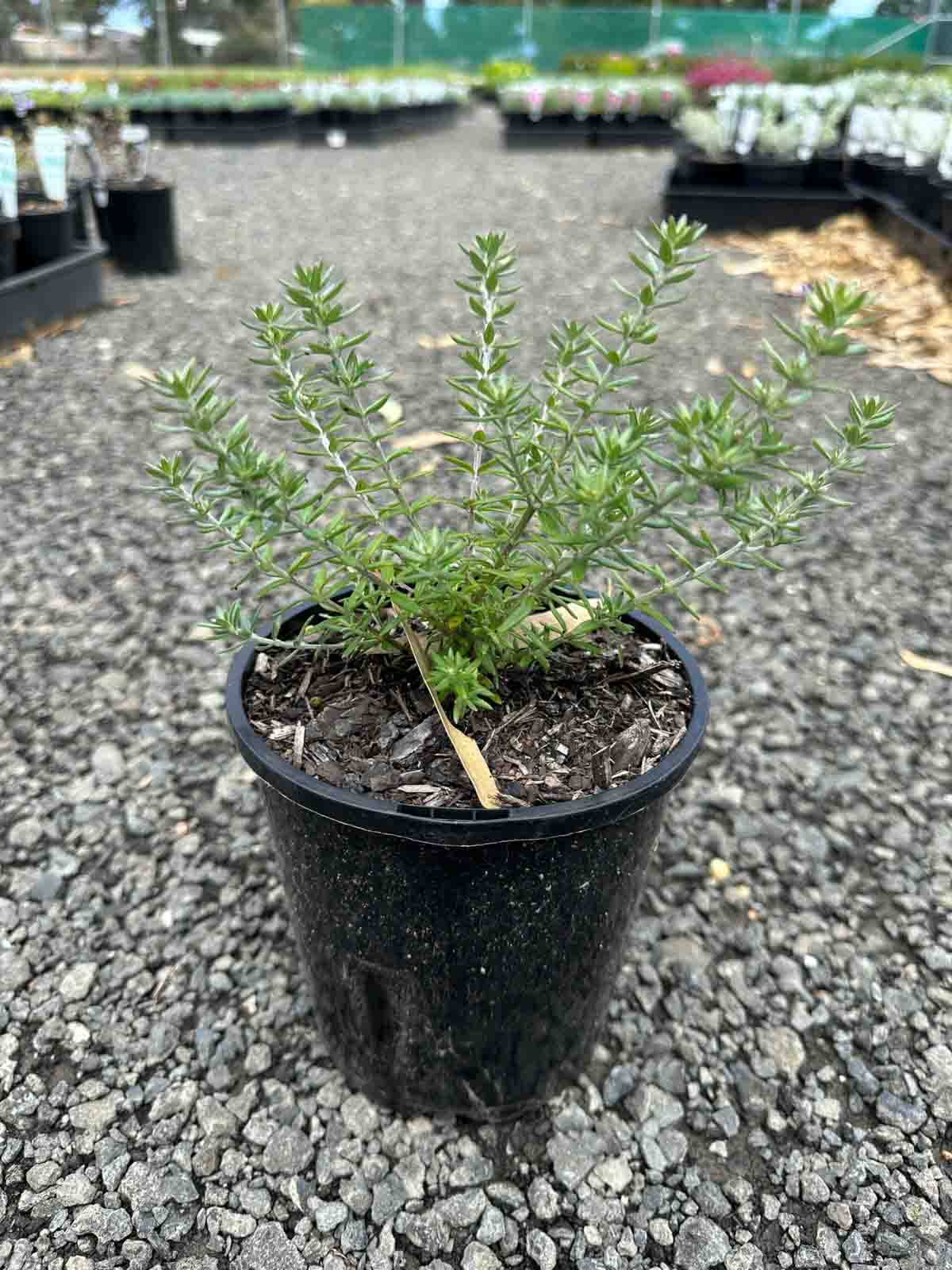 Westringia fruticosa 'Jervis Gem' in a black pot showing compact silver-grey foliage at 14cm height in nursery setting
