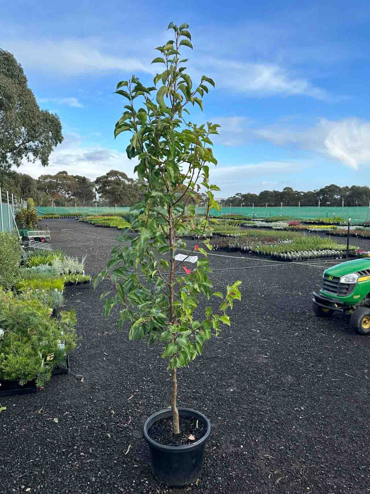 Young Pyrus calleryana 'Cleveland Select' ornamental pear tree in a black pot at a wholesale nursery