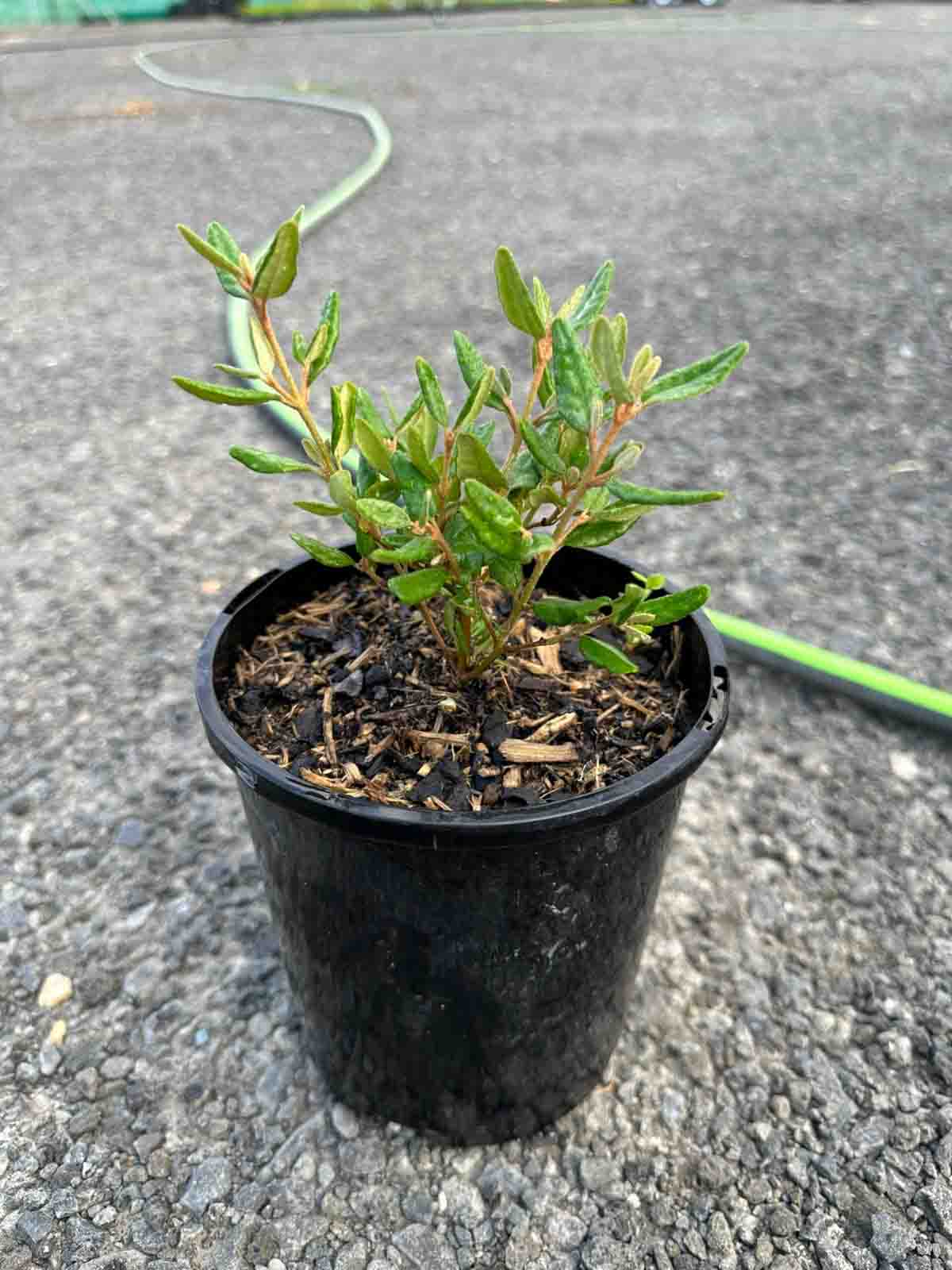 Young Correa reflexa (Native Fuchsia) plant in black nursery pot showing green oval leaves and branching stems