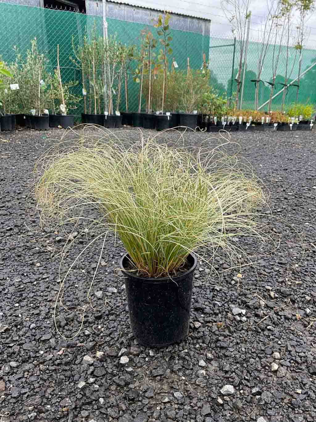 Carex Frosted Curls in black pot showing silvery-green cascading grass-like foliage in nursery setting