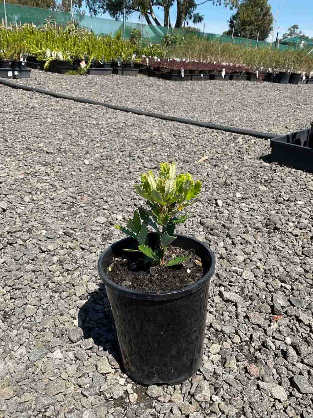 Young Banksia praemorsa red plant in black pot showing small wedge-shaped leaves in nursery setting