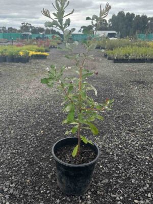 Young Coast Banksia sapling in black pot at nursery, showing characteristic serrated green leaves with silvery undersides