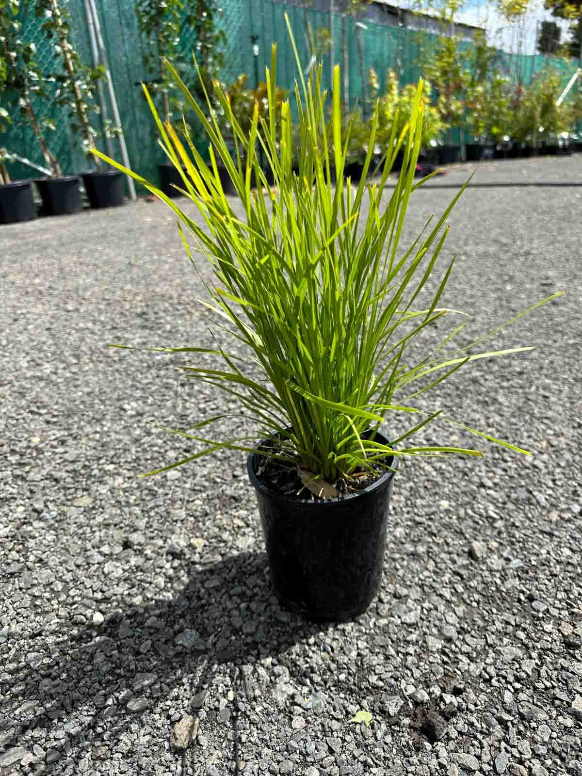 Lomandra Lime Tuff in black nursery pot showing compact clumping habit with fine lime green strappy leaves