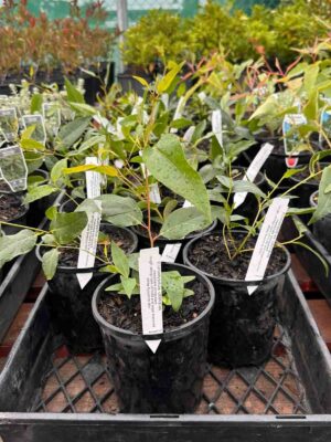 Young Eucalyptus obliqua Messmate stringybark seedlings in black pots with identification tags at a nursery