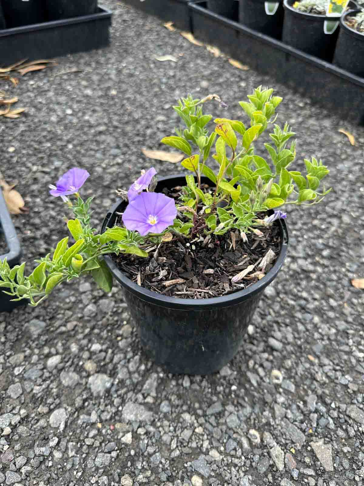 Convolvulus sabatius in a black pot showing purple funnel-shaped flowers and grey-green foliage
